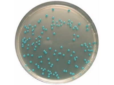 merck ALOA 培養基  1.00427.0500  李斯特菌選擇培養基